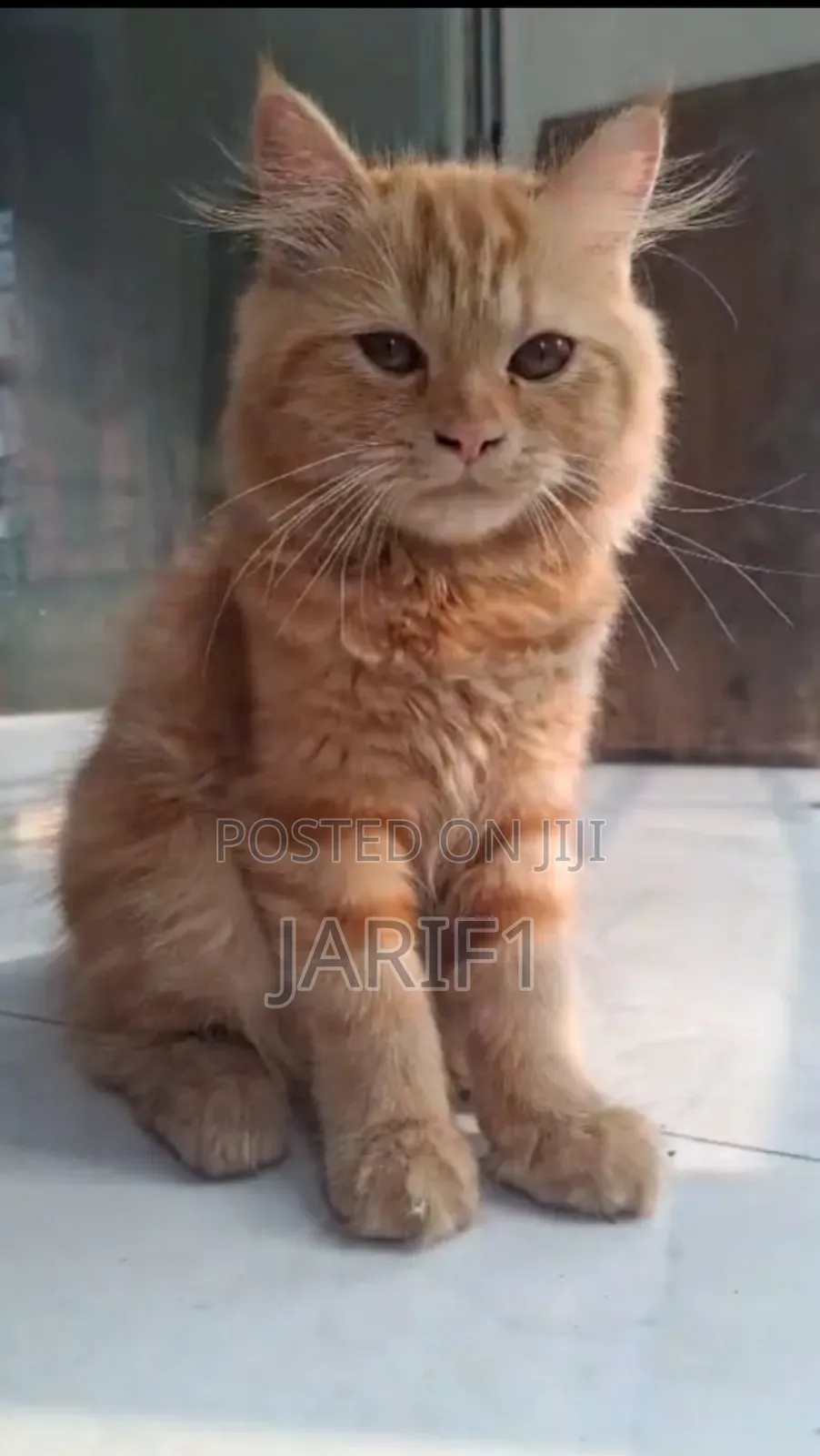 6-12 Months Female Purebred Persian