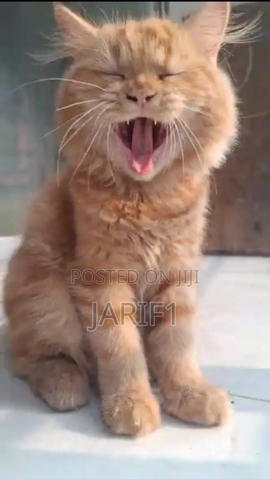 6-12 Months Female Purebred Persian