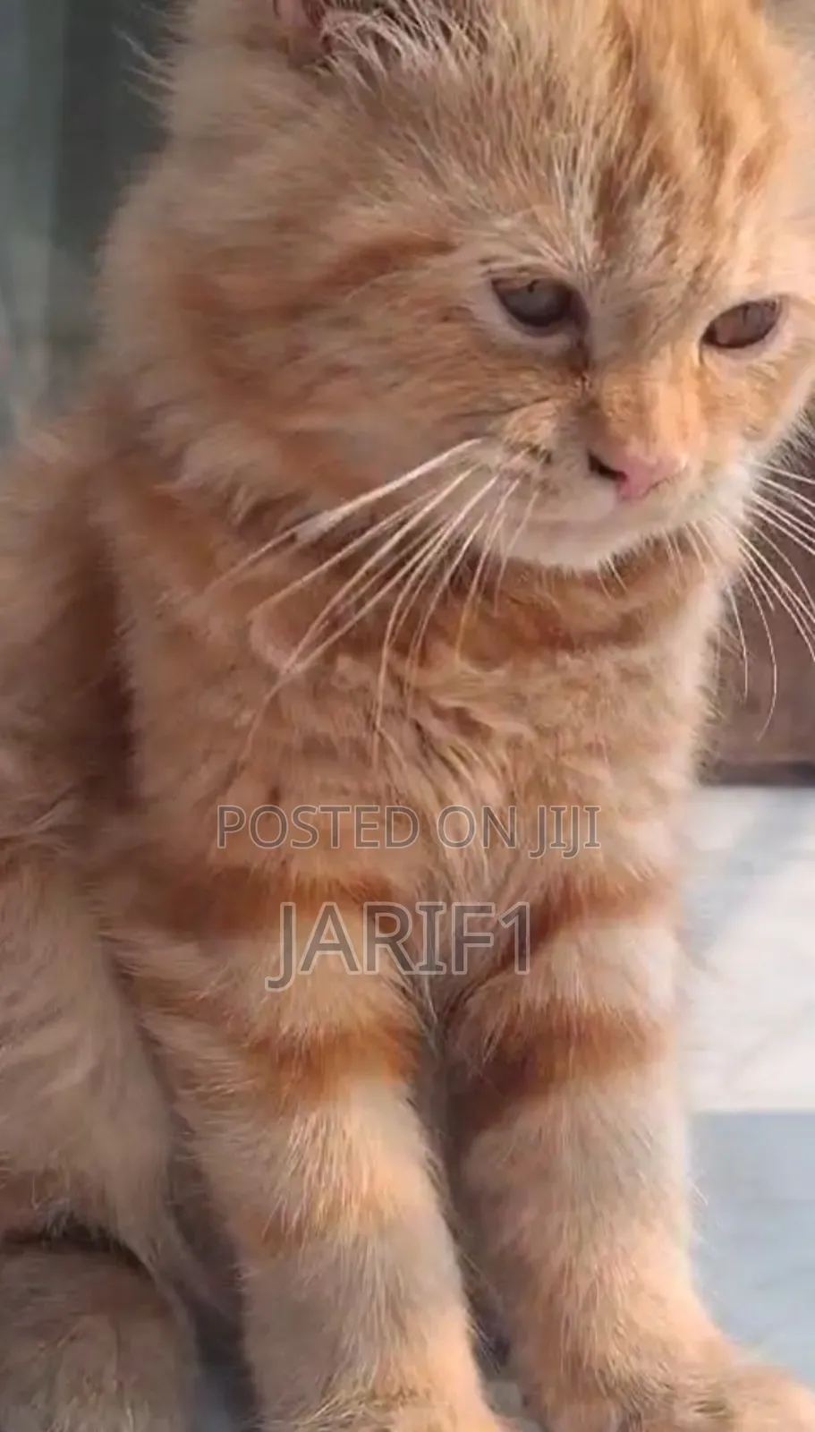 6-12 Months Female Purebred Persian