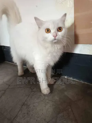 Photo - 6-12 Months Male Purebred Persian