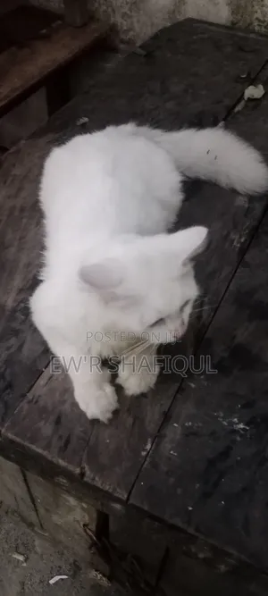 6-12 Months Male Purebred Persian