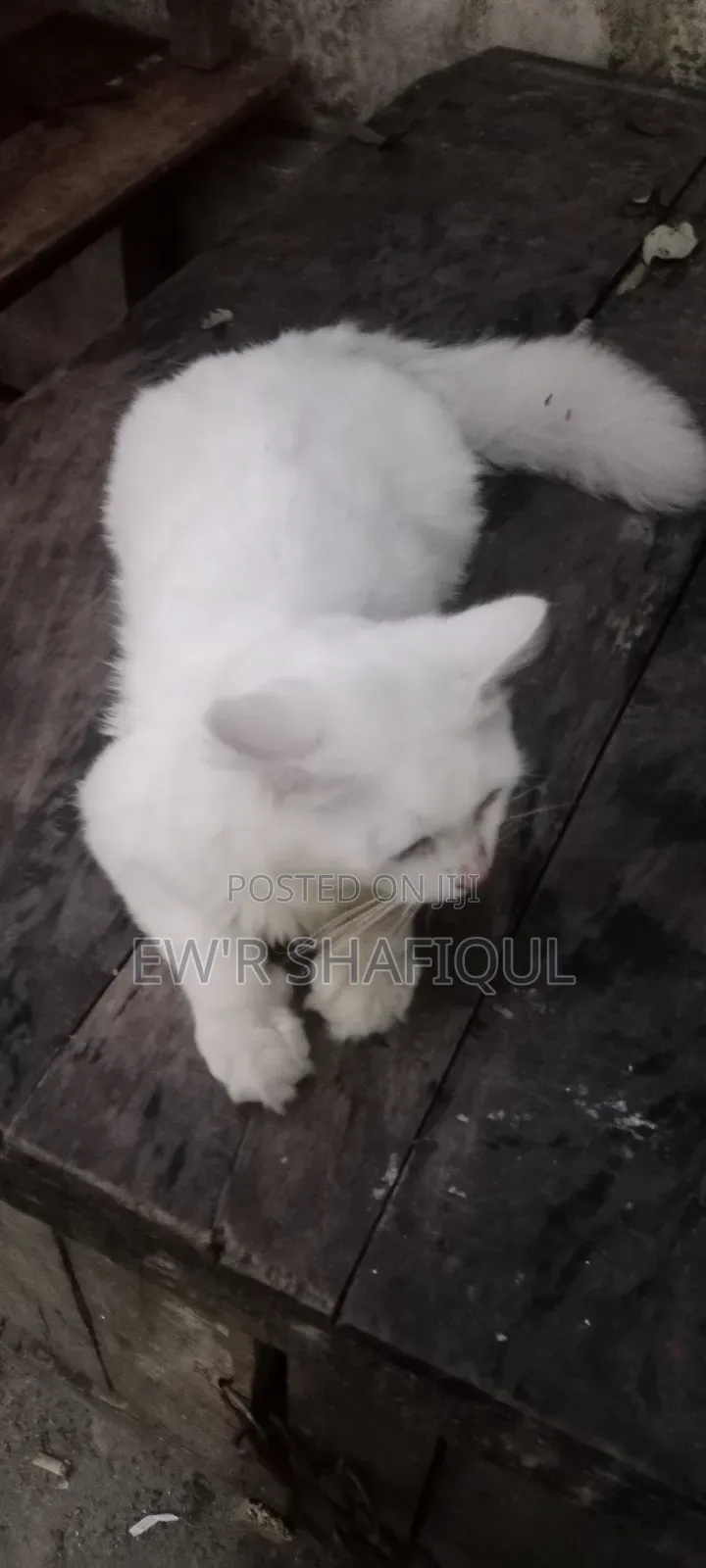 6-12 Months Male Purebred Persian