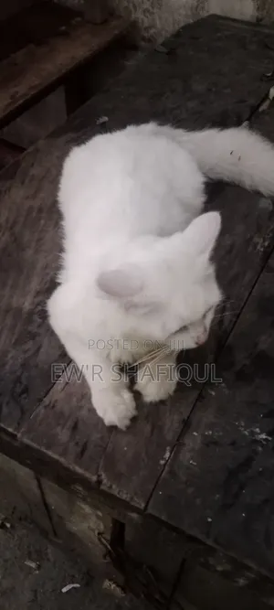 6-12 Months Male Purebred Persian