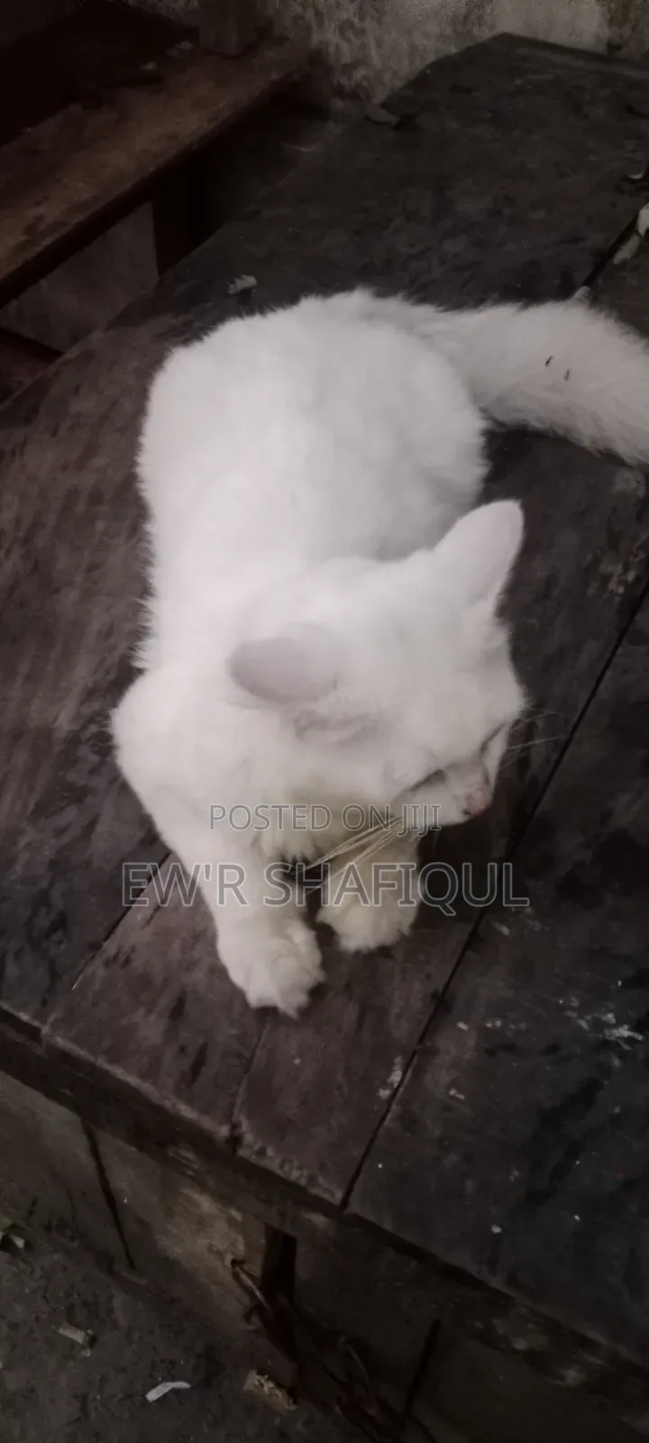 6-12 Months Male Purebred Persian