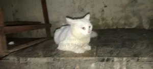 6-12 Months Male Purebred Persian