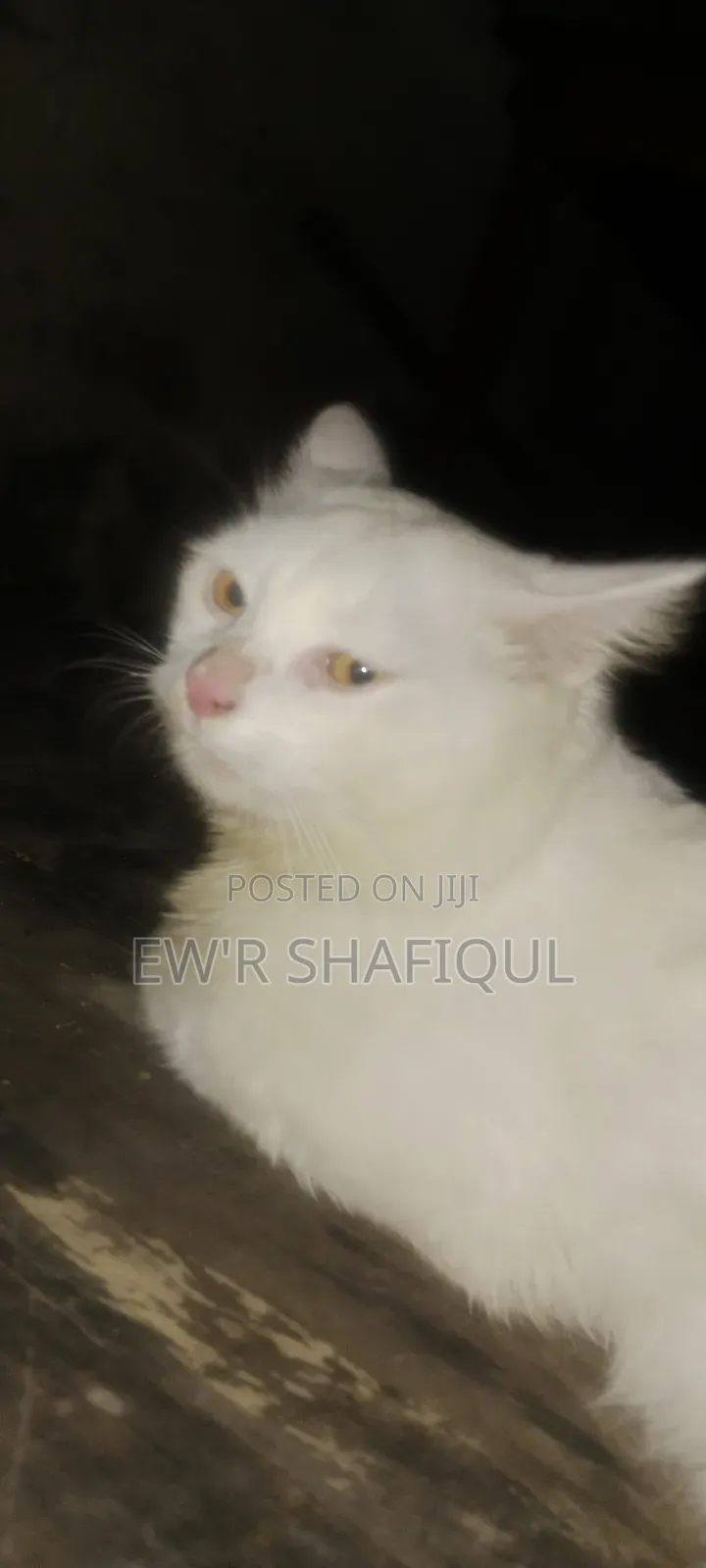 6-12 Months Male Purebred Persian