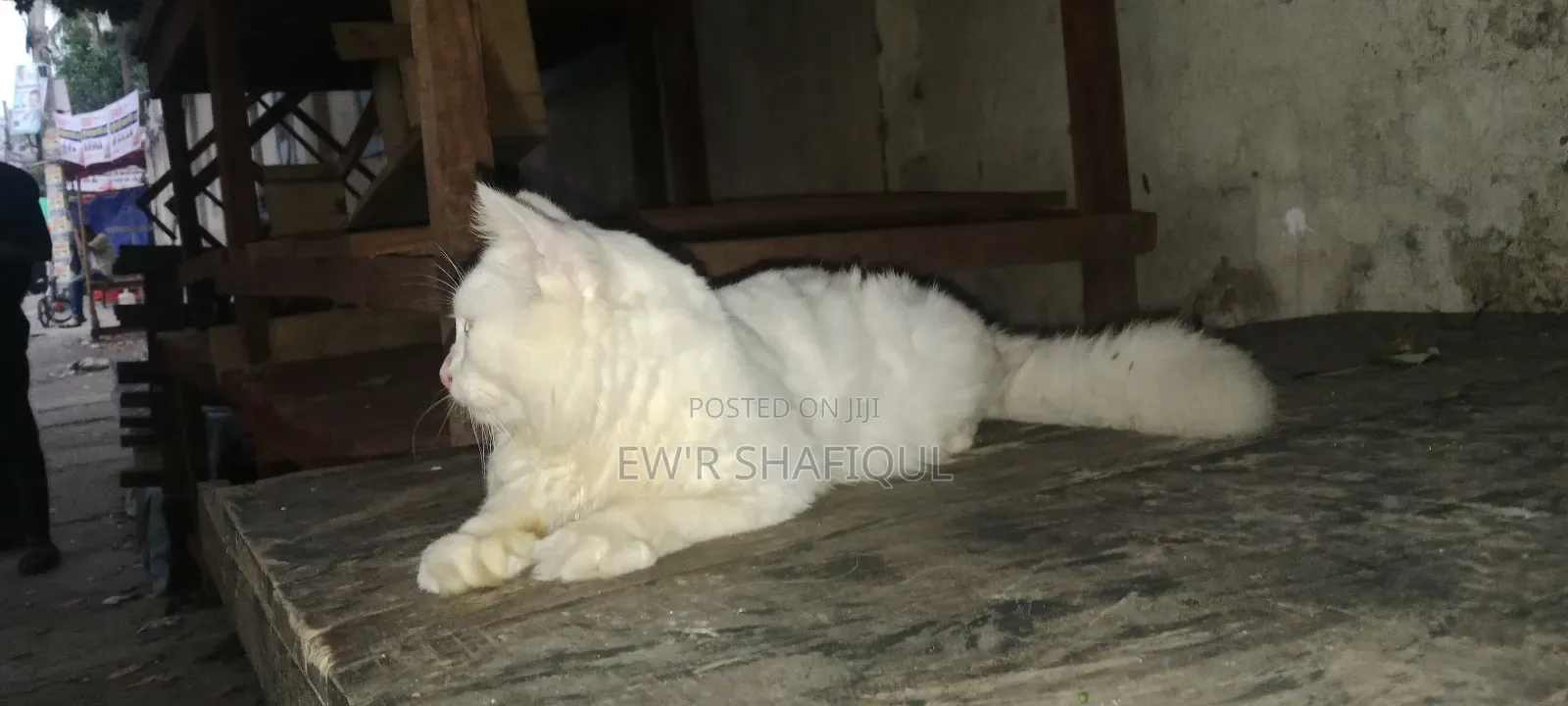 6-12 Months Male Purebred Persian