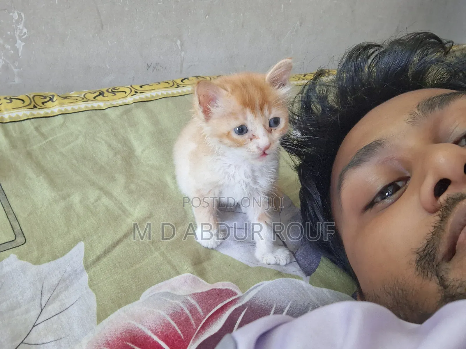 1-3 Months Female Purebred Persian