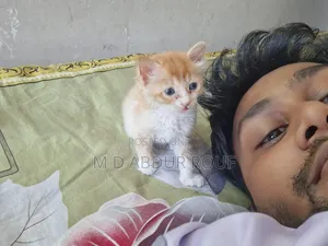 Photo - 1-3 Months Female Purebred Persian