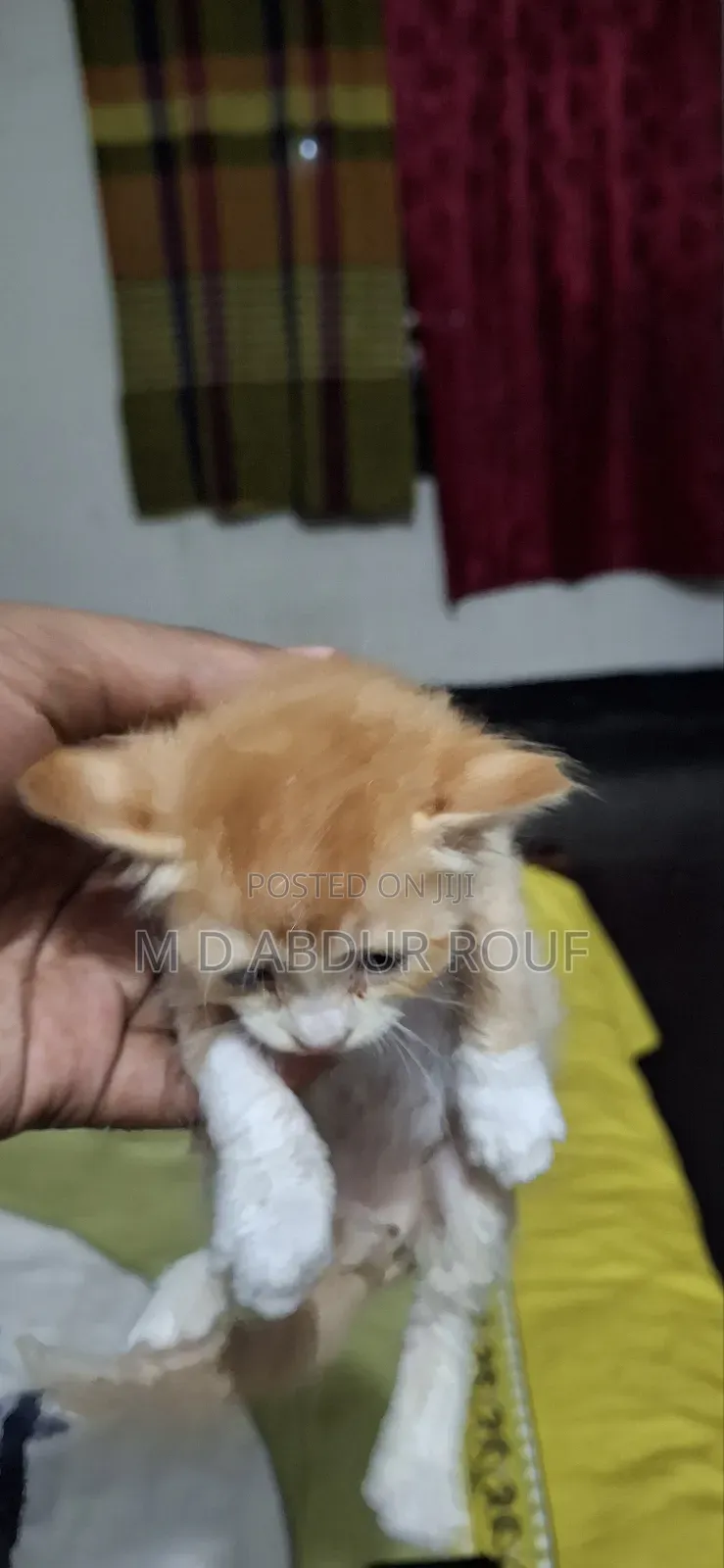 1-3 Months Female Purebred Persian