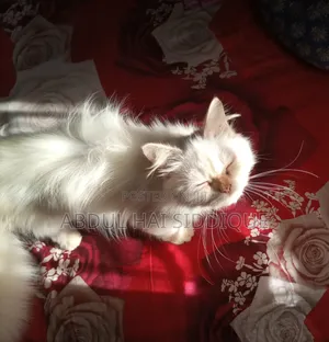 Photo - 6-12 Months Female Purebred Persian