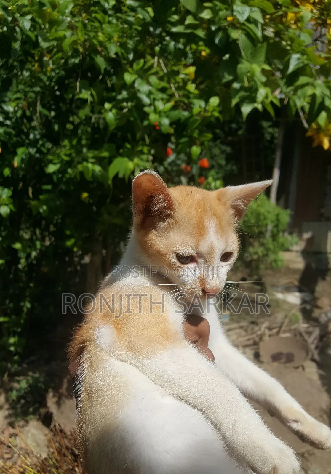 3-6 Months Female Mixed Breed Cat