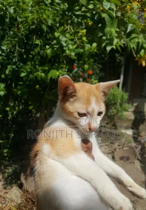 Photo - 3-6 Months Female Mixed Breed Cat