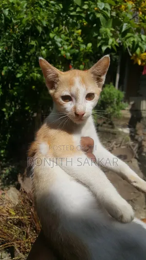 3-6 Months Female Mixed Breed Cat