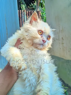Photo - 3-6 Months Female Purebred Persian