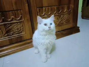 Photo - 1-3 Months Male Purebred Persian