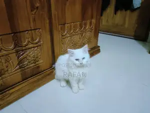 1-3 Months Male Purebred Persian