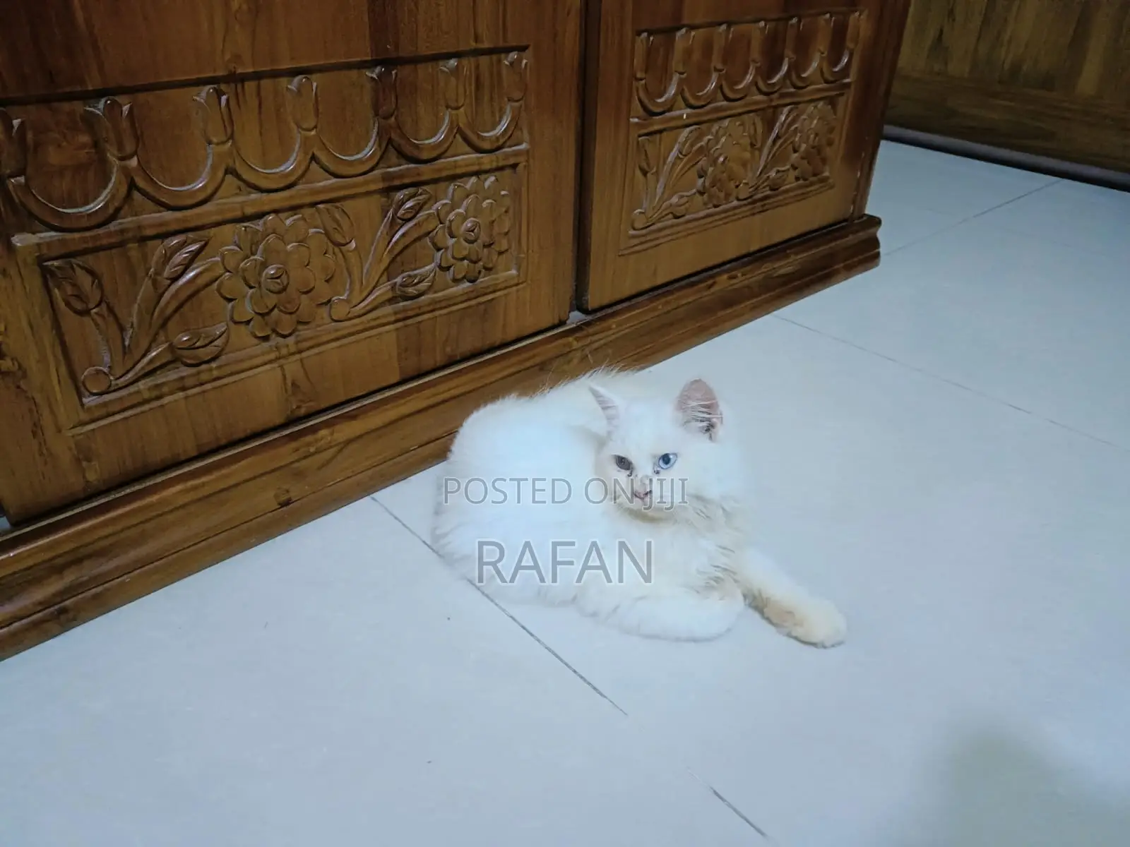 1-3 Months Male Purebred Persian