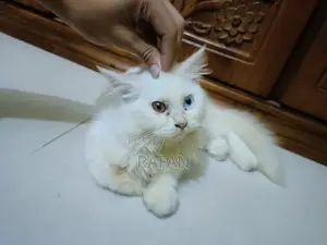 1-3 Months Male Purebred Persian