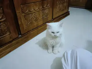 1-3 Months Male Purebred Persian