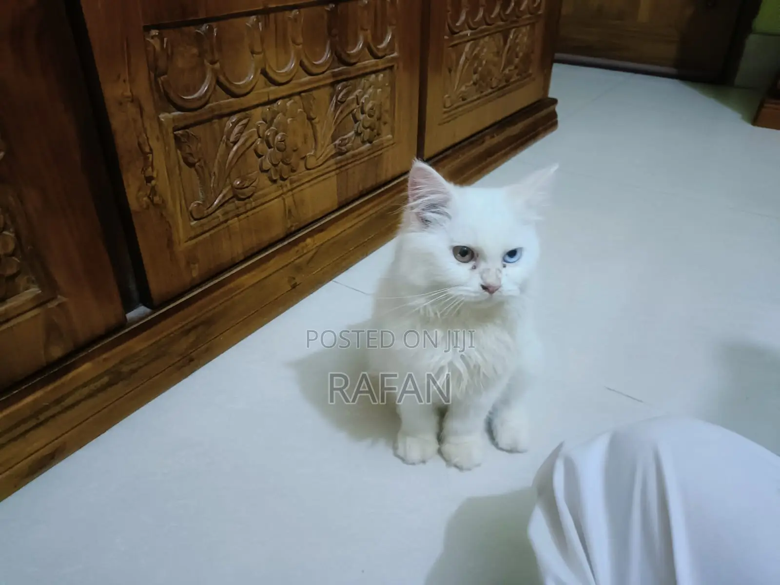 1-3 Months Male Purebred Persian