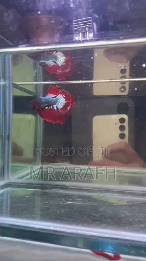 Photo - Fccp Halfmoon Betta (Rare)