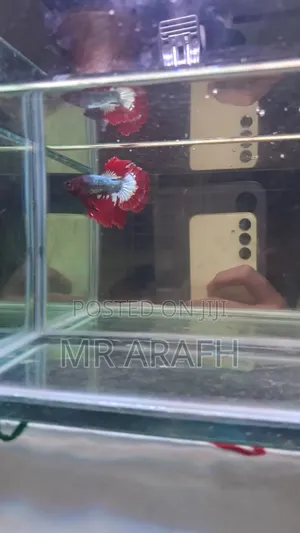 Fccp Halfmoon Betta (Rare)