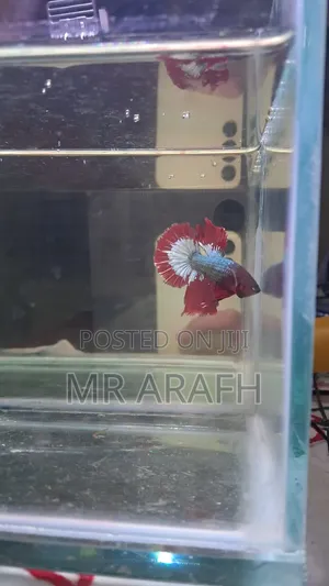 Fccp Halfmoon Betta (Rare)