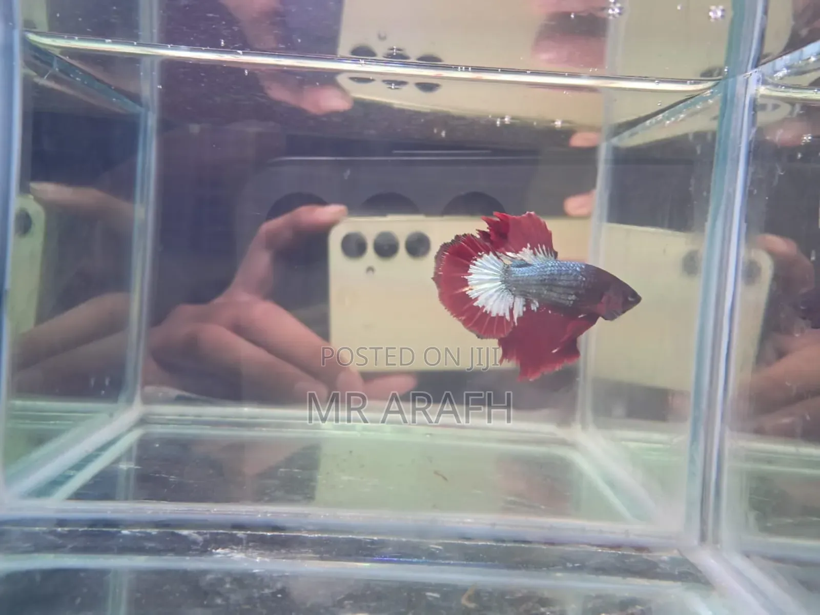 Fccp Halfmoon Betta (Rare)
