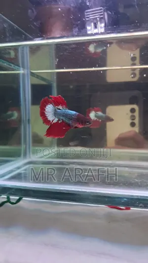 Fccp Halfmoon Betta (Rare)