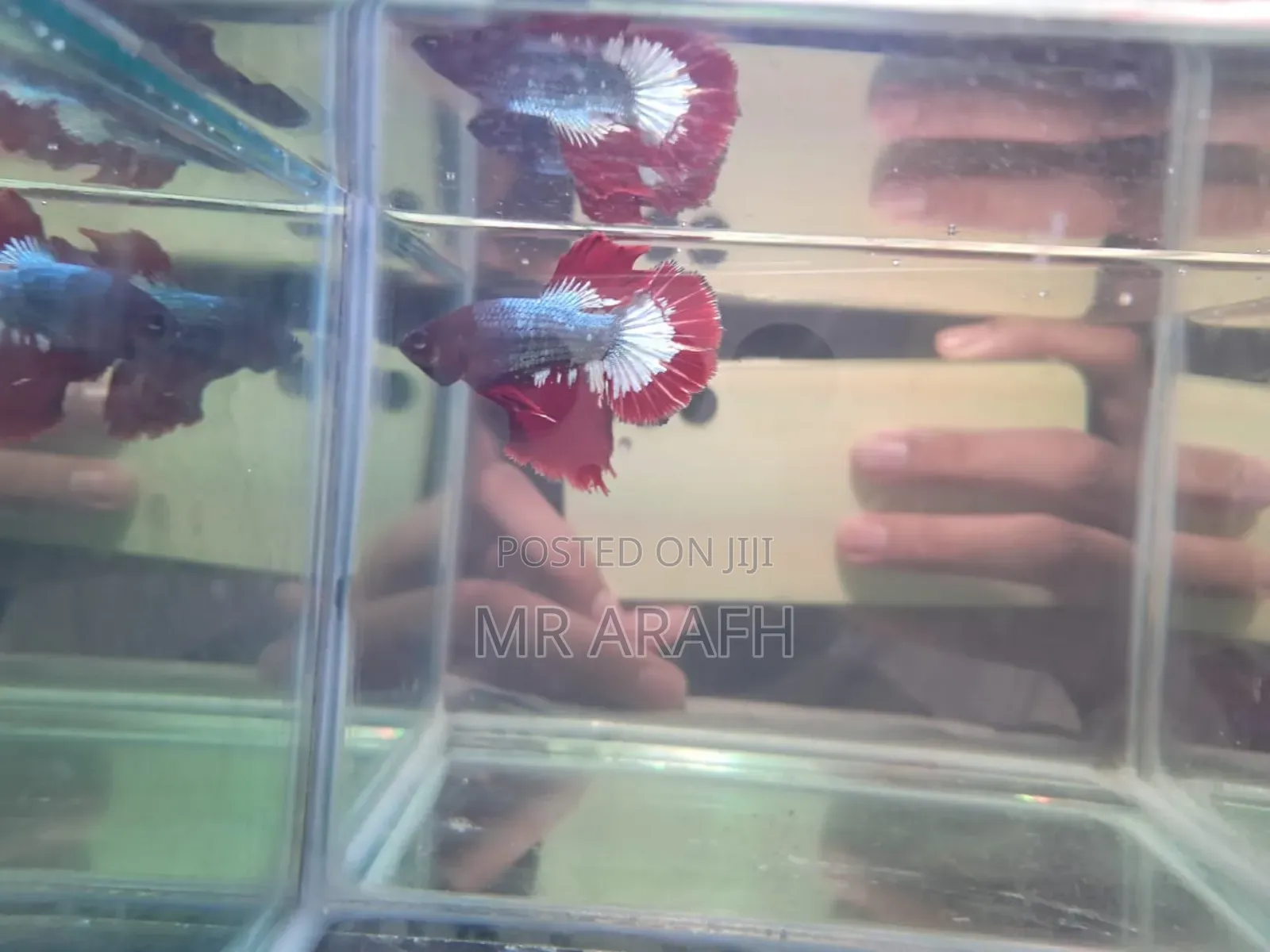 Fccp Halfmoon Betta (Rare)