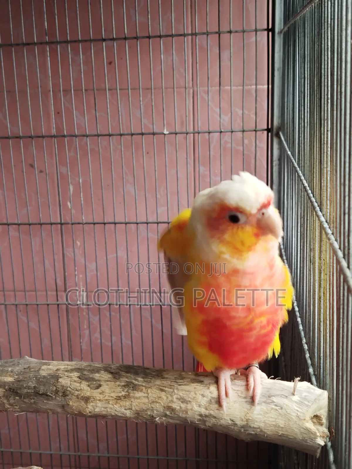 Sun Check Conure