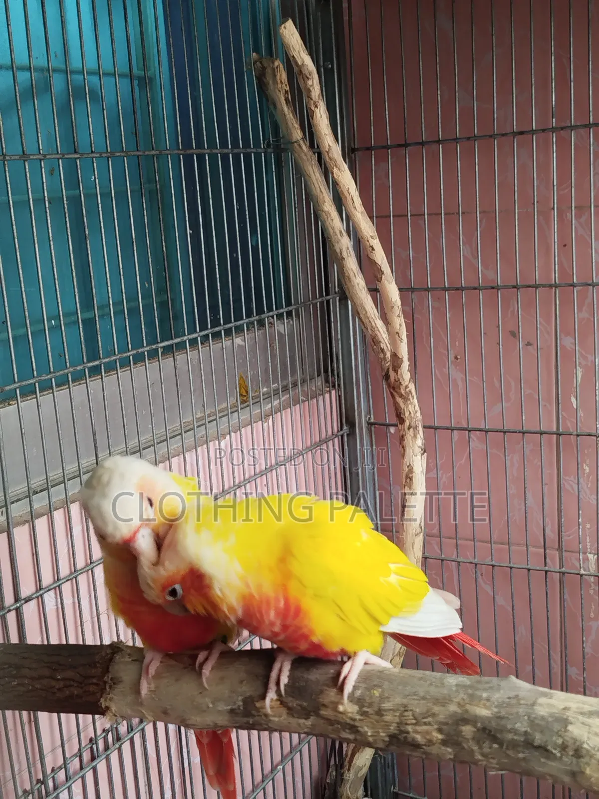 Sun Check Conure