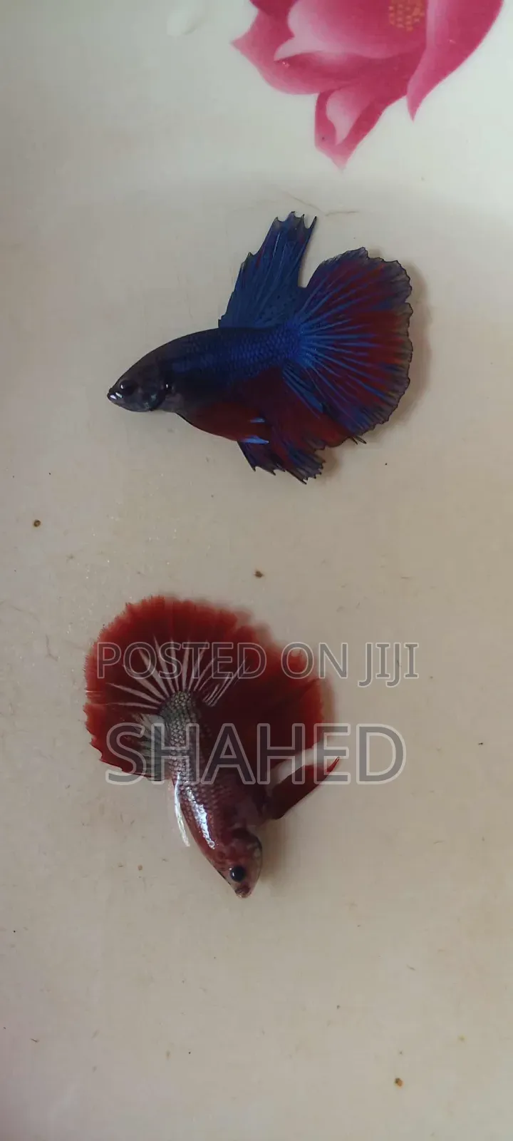 Betta Fish Small Size