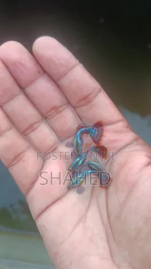 Photo - Hm Dumbo Mosic Guppy