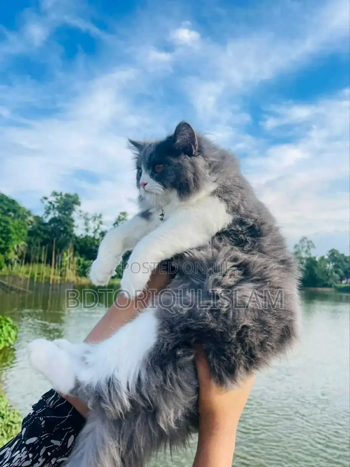 6-12 Months Male Purebred Persian