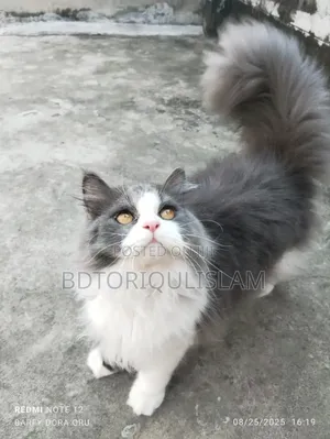 6-12 Months Male Purebred Persian