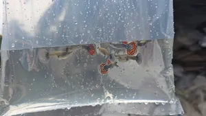 Photo - Dumbo Mosic Gappy