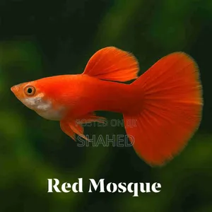 Photo - Red Moscow Guppy