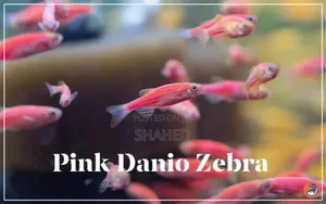 Photo - Short Fin Longfin Zebra Available