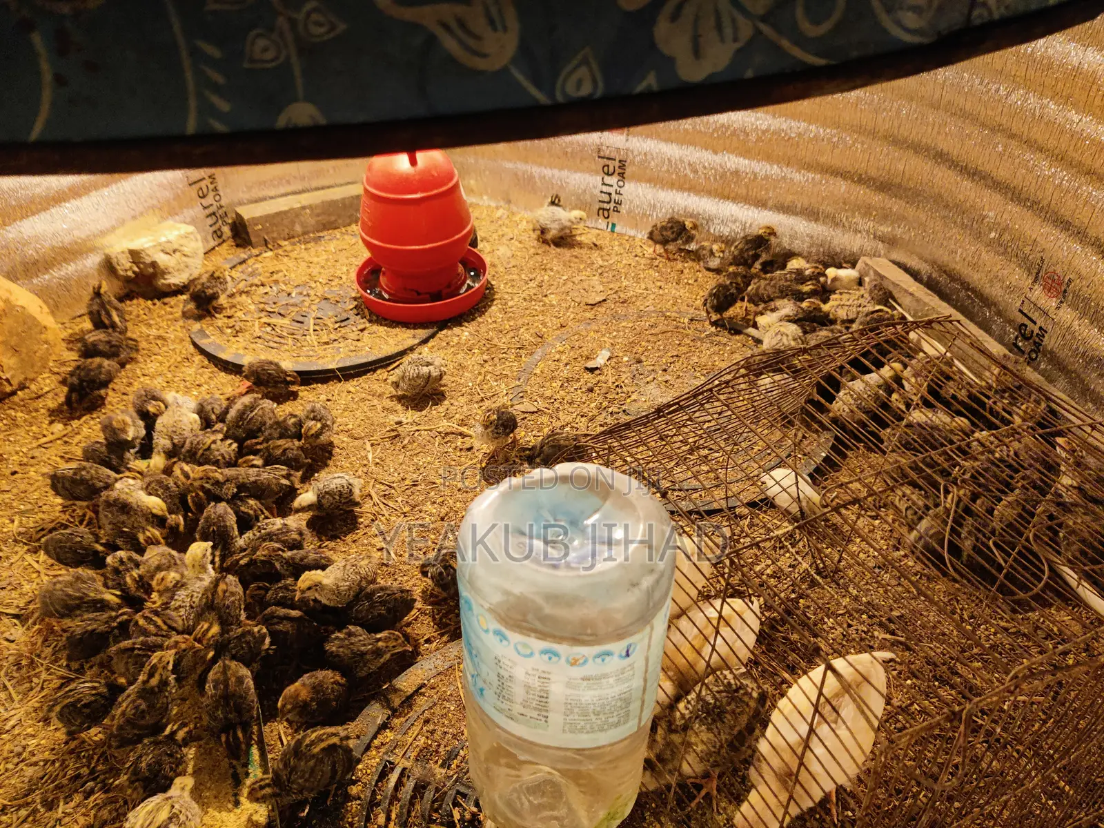 কয়েলে পাখি জাপানিজ১০০%