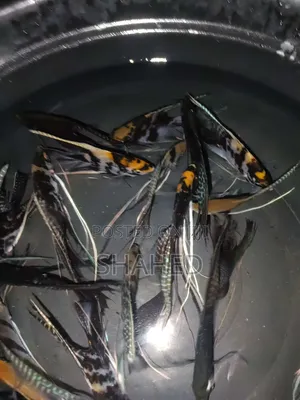 Photo - Angel Brood Size