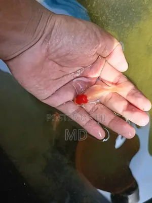 Photo - Red Cup Orenda Goldfish