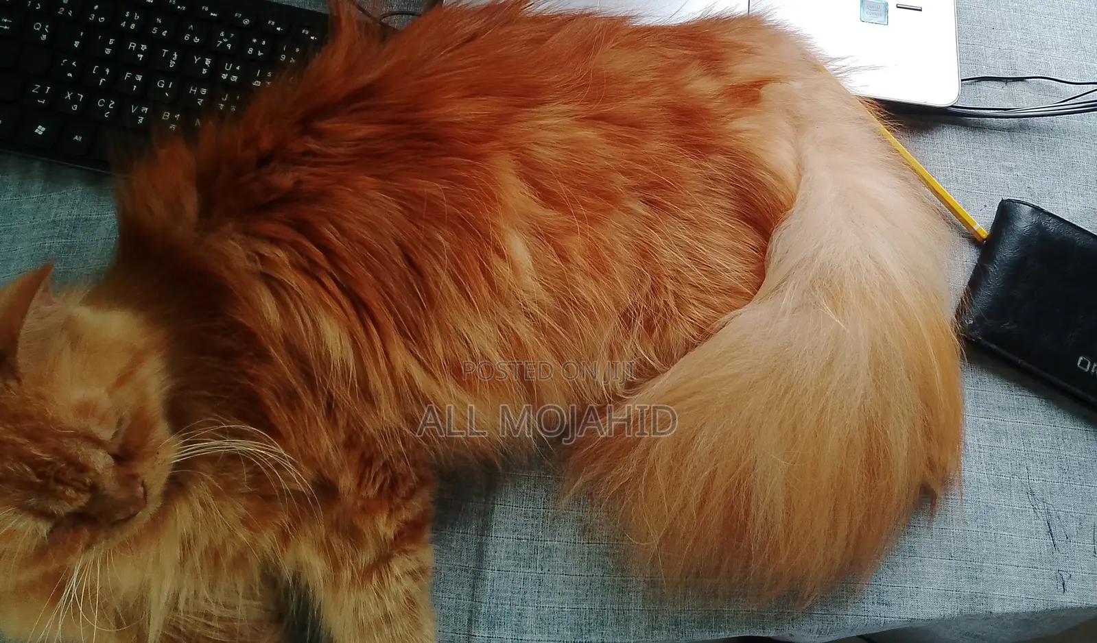 1+ Year Male Purebred Persian