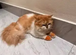 Photo - 1+ Year Male Purebred Persian