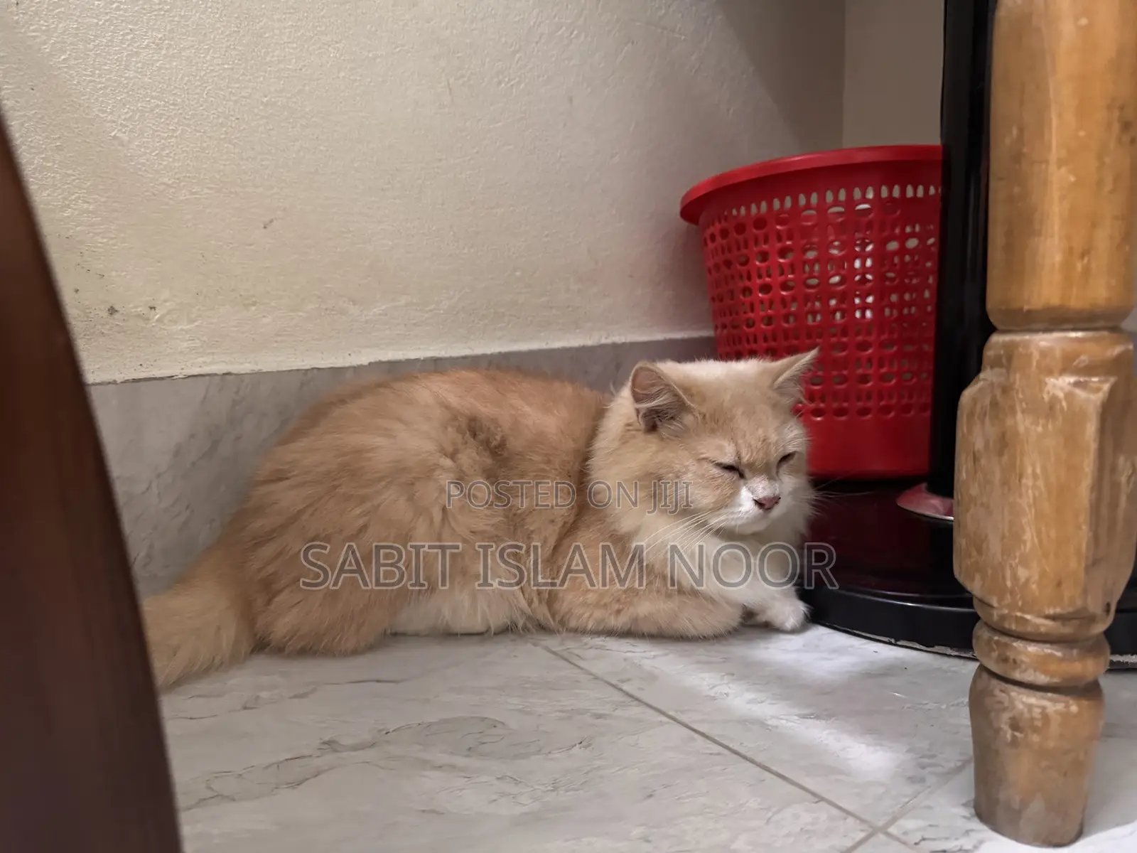 6-12 Months Female Purebred Persian