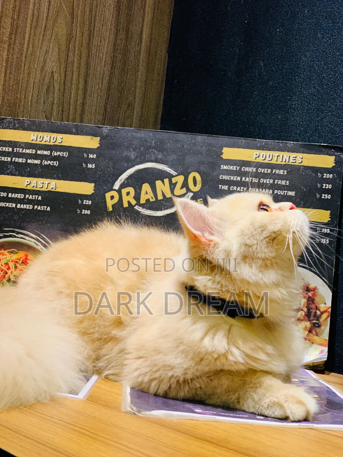 6-12 Months Male Purebred Abyssinian