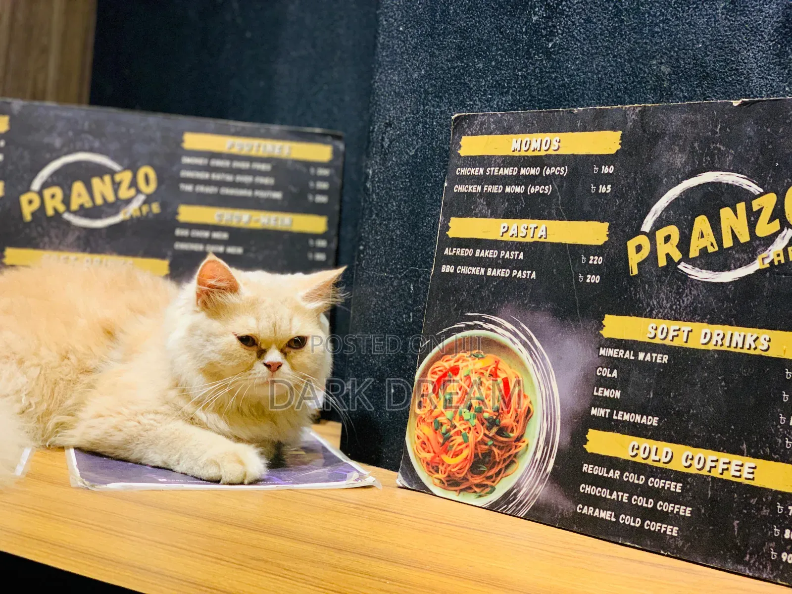 6-12 Months Male Purebred Abyssinian