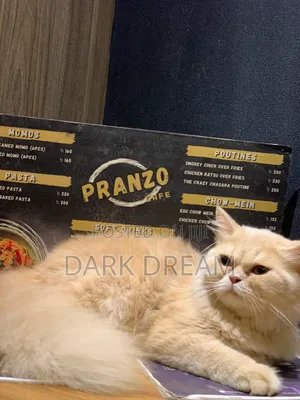 6-12 Months Male Purebred Abyssinian