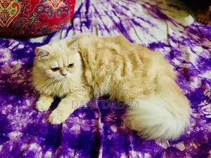 6-12 Months Male Purebred Abyssinian